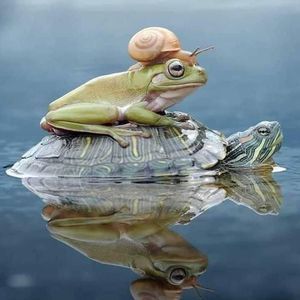 Meet your Posher, Debbie